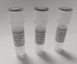 抗SARS CoV 2 NP单克隆抗体对