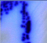 vibrio wulnificus荧光
