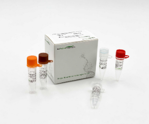 COVID-19冠状病毒和甲型B型流感病毒实时PCR试剂盒