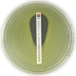 Liofilchem Dalbavancin.