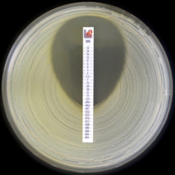 Liofilchem AST和耐药试剂盒