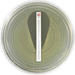 Saureus Telavancin的麦克风条