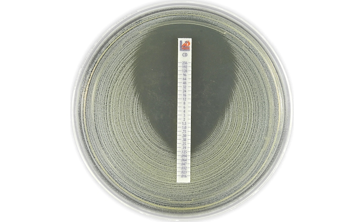 Liofilchem MIC测试条MTS Clindamycin CD