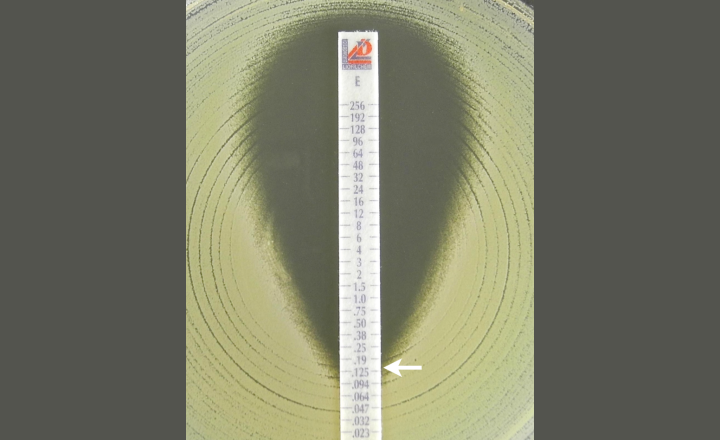 Liofilchem MIC strip红霉素