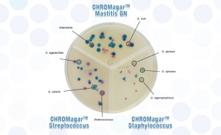 CHROMagar乳腺炎诊断贸易解决方案