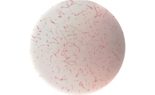 分离和培养EM Faecalibacterium prausnitzii NBSP EM