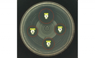 快速AST直接从生物学V3 NBSP中的阳性血液培养指南