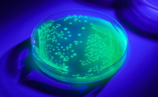 Microbiologics扩大了GFP标记的食品安全微生物控制系列