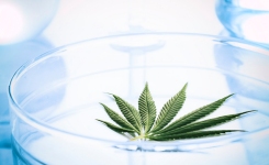 大麻和大麻衍生产品-微生物检验