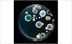环境监测-识别跟踪和趋势微生物分离物