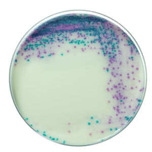 2008_biorad_salmonella_sml.