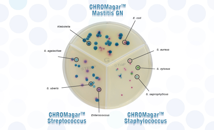 用CHROMagar显色培养基诊断乳腺炎